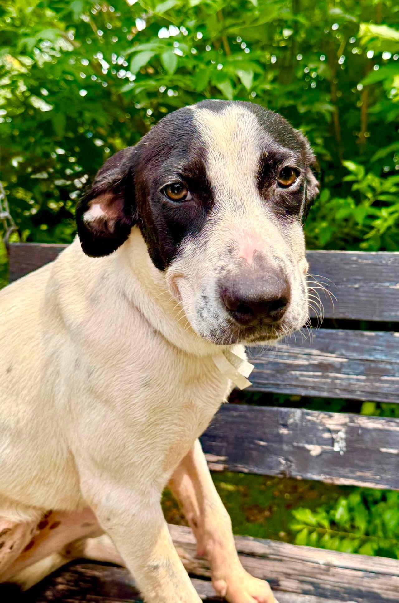 Enlarge Peggy, a Adoptable mixed breed in Nashua, NH image 2/6