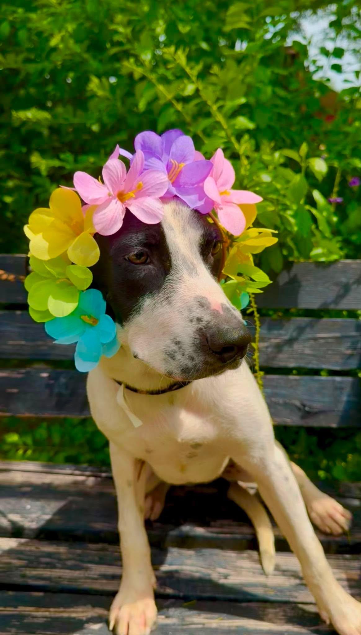 Enlarge Peggy, a Adoptable mixed breed in Nashua, NH image 5/6