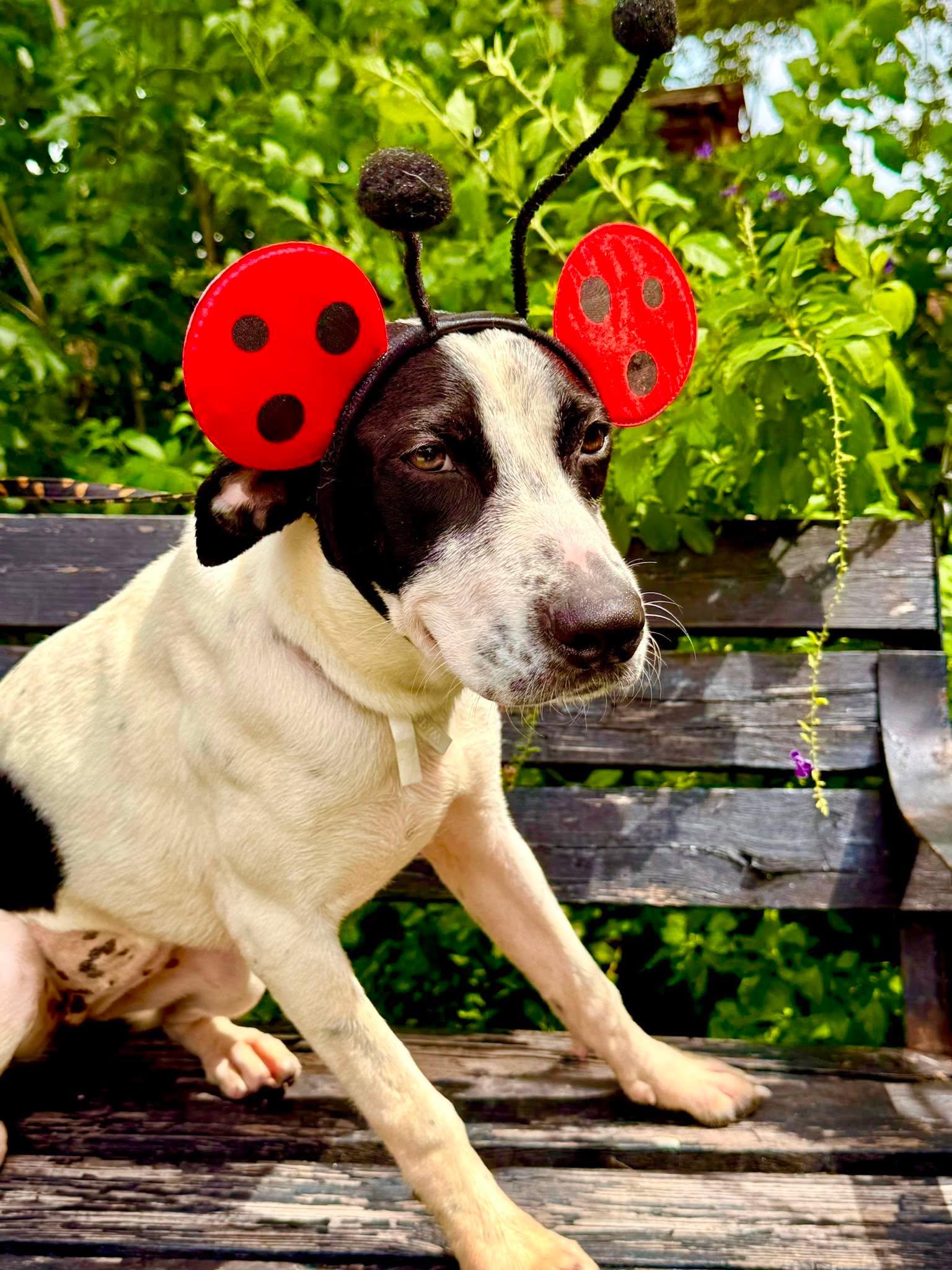 Peggy, Adoptable, Young Female Labrador Retriever & Pointer.