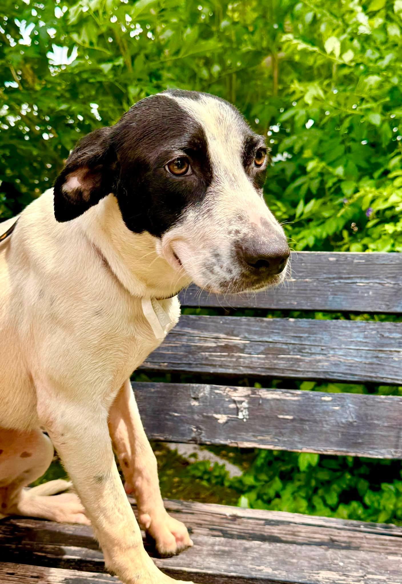 Enlarge Peggy, a Adoptable mixed breed in Nashua, NH image 4/6