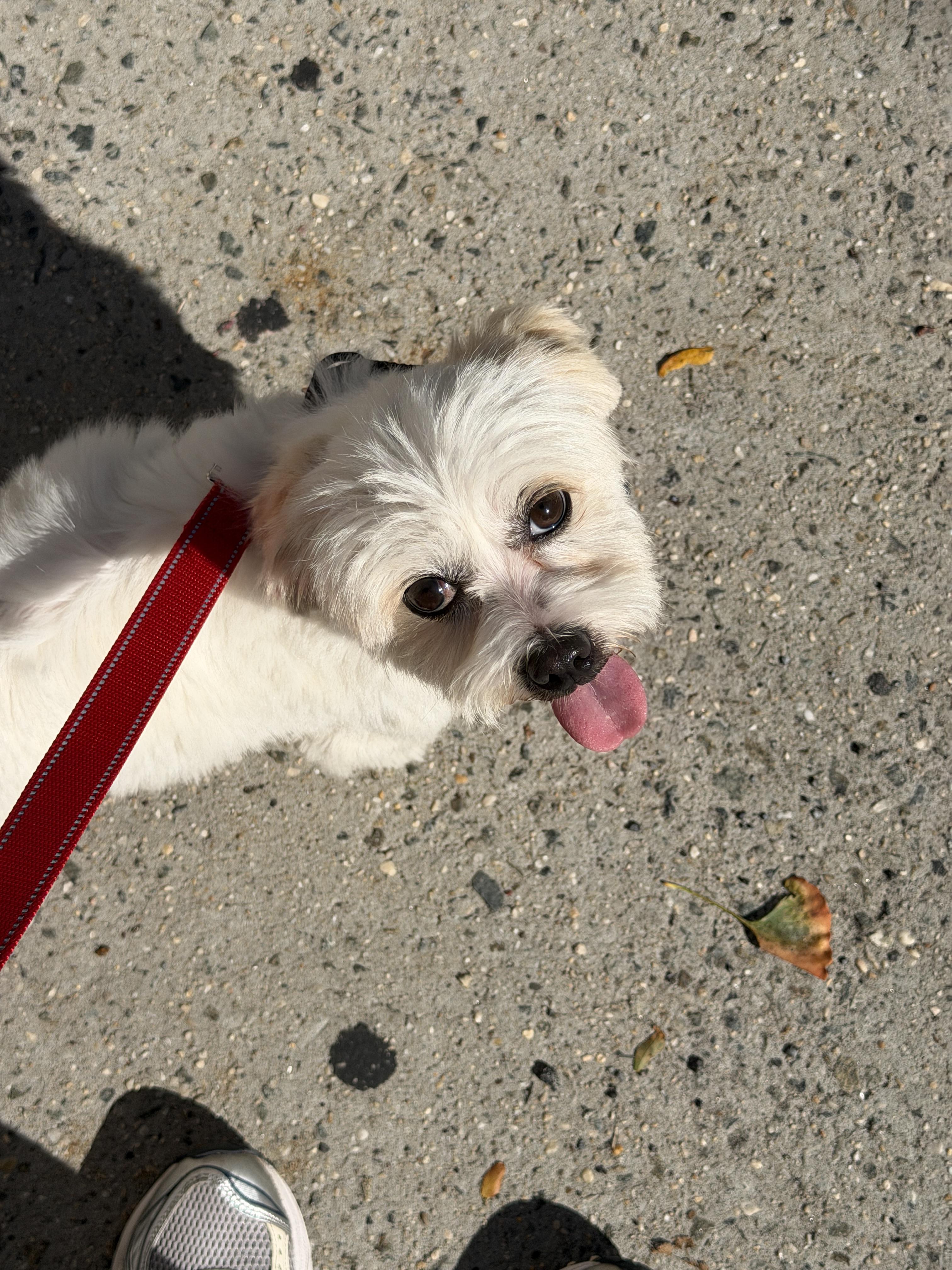 Mac, ADOPTABLE, Adult • Male, Shih Tzu.