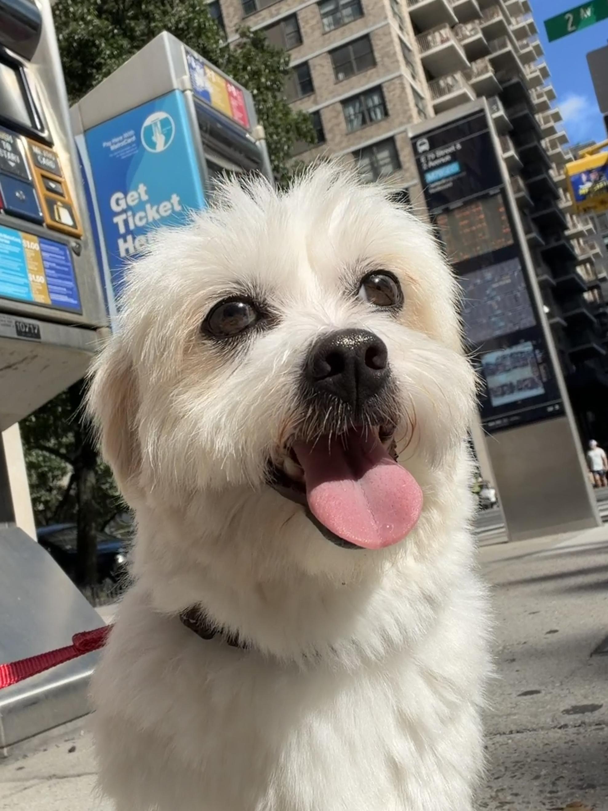 Enlarge Mac, a Adoptable mixed breed in Brooklyn, NY image 1/6