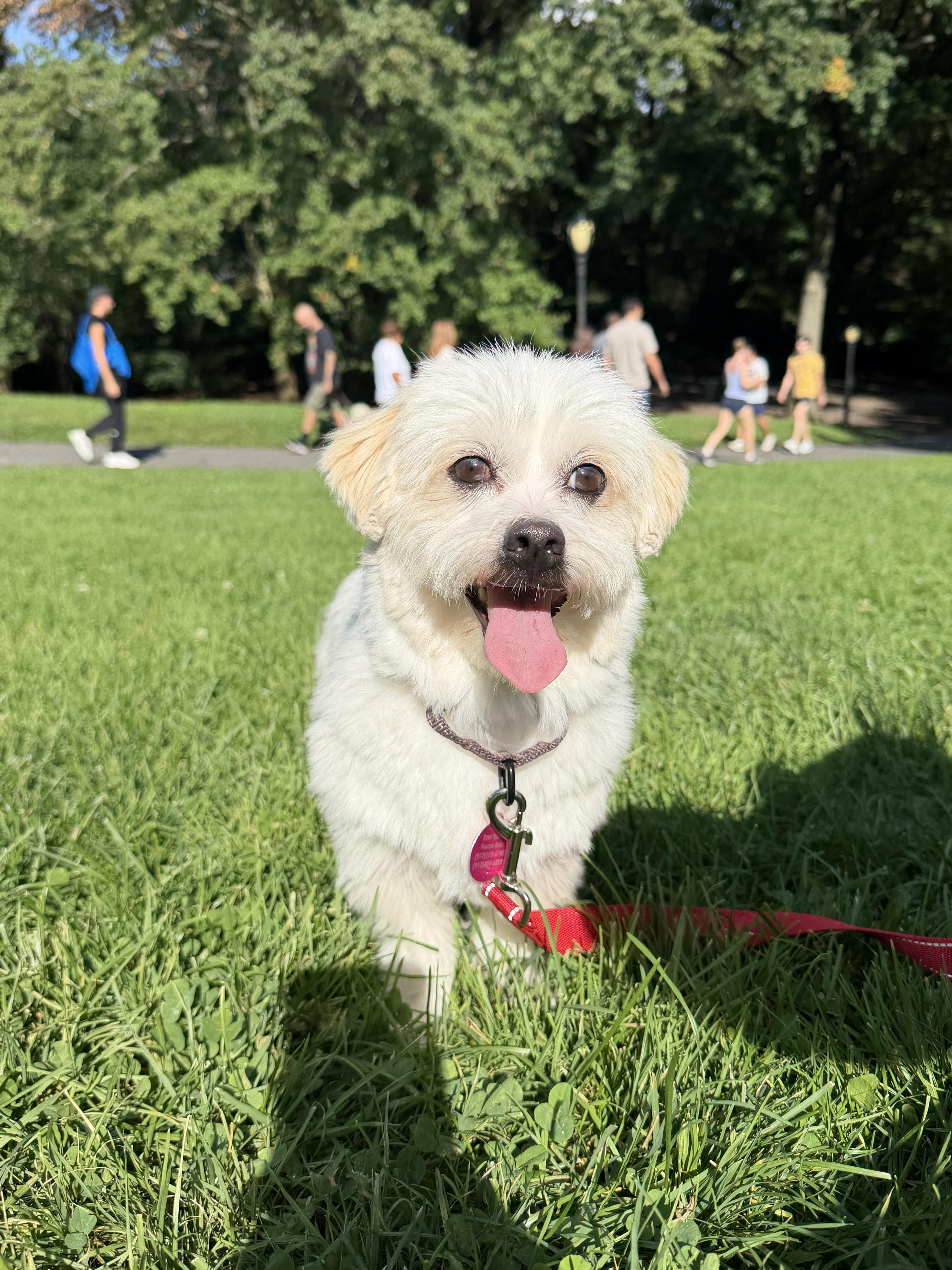 Enlarge Mac, a Adoptable mixed breed in Brooklyn, NY image 3/6