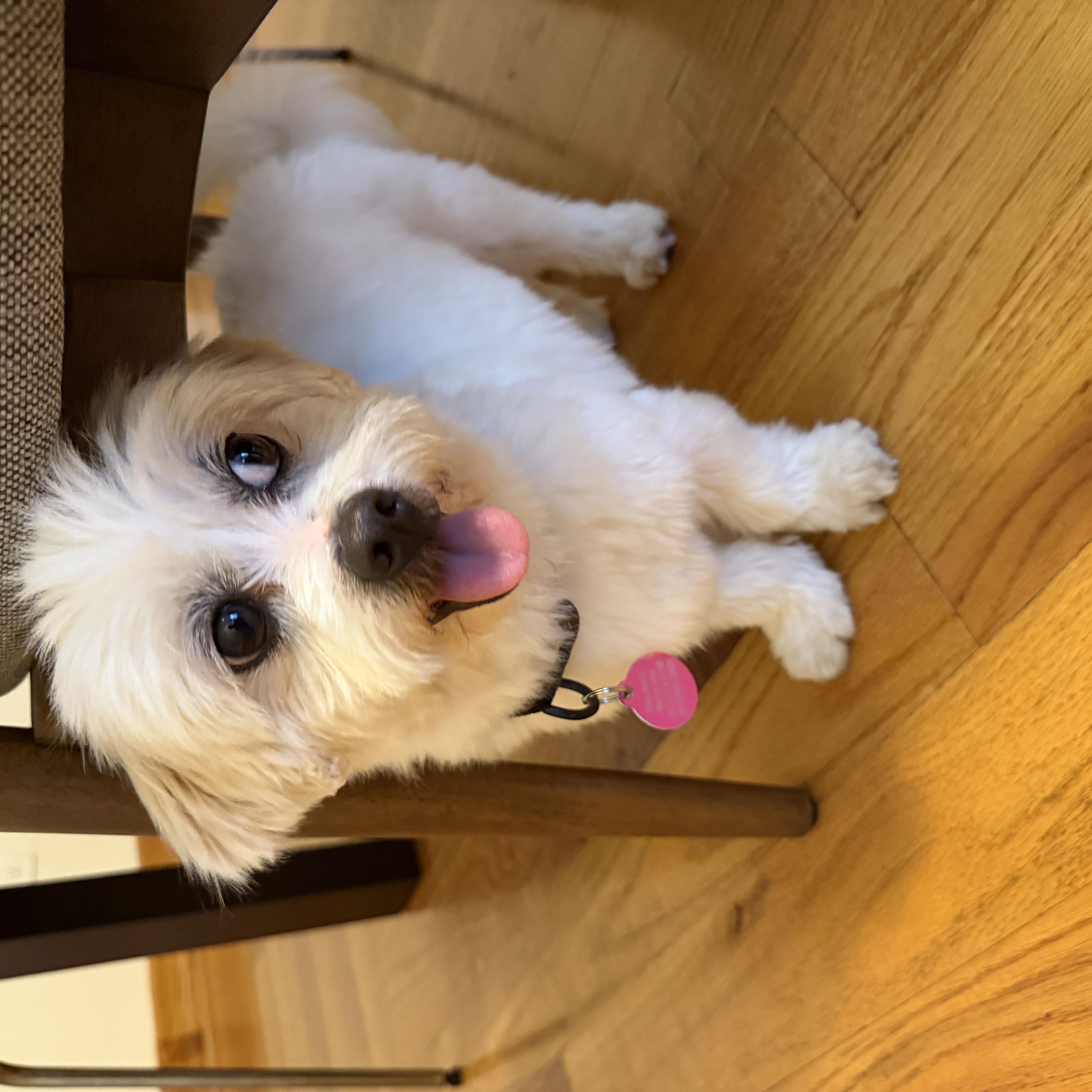 Enlarge Mac, a Adoptable mixed breed in Brooklyn, NY image 4/6