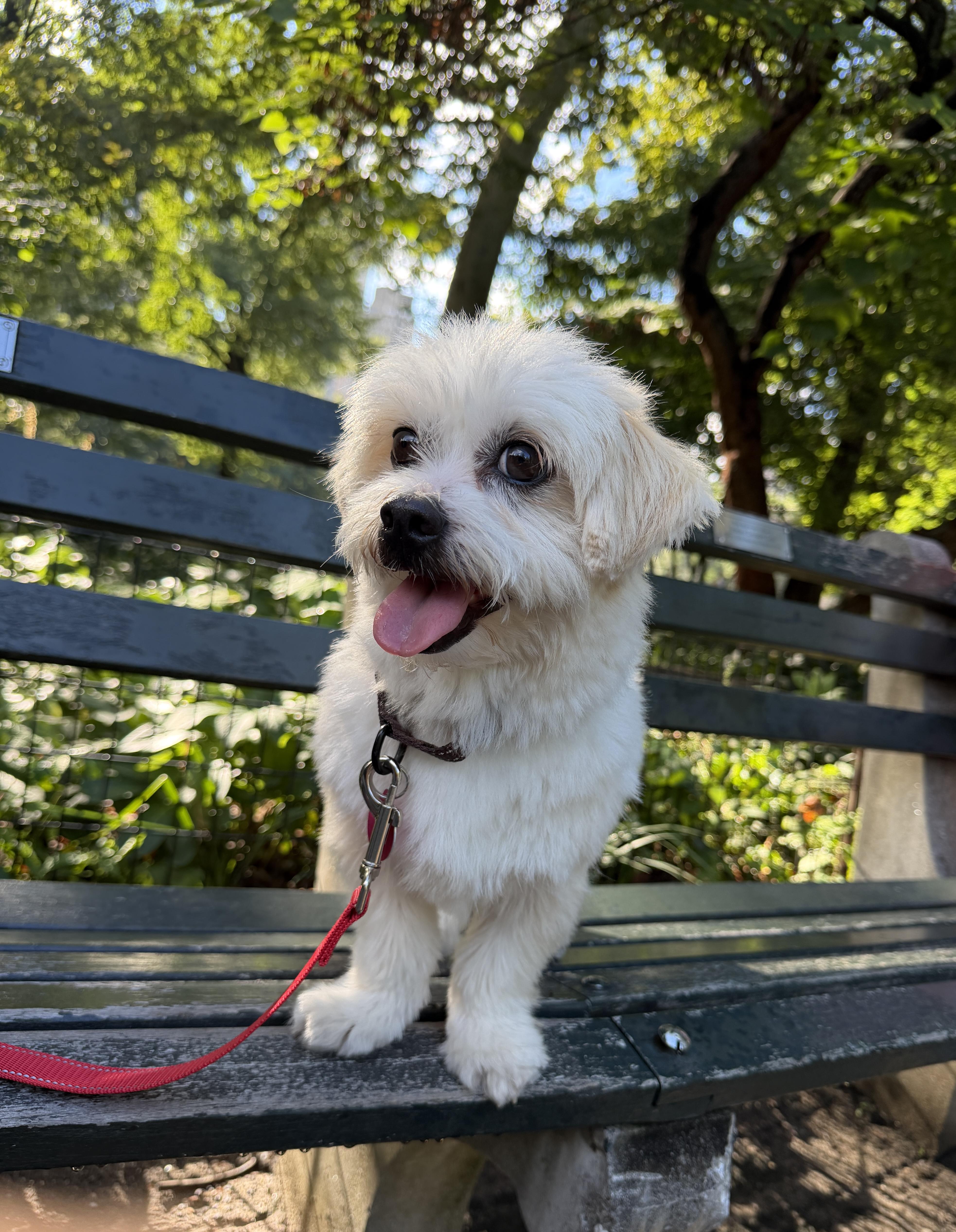 Enlarge Mac, a Adoptable mixed breed in Brooklyn, NY image 5/6