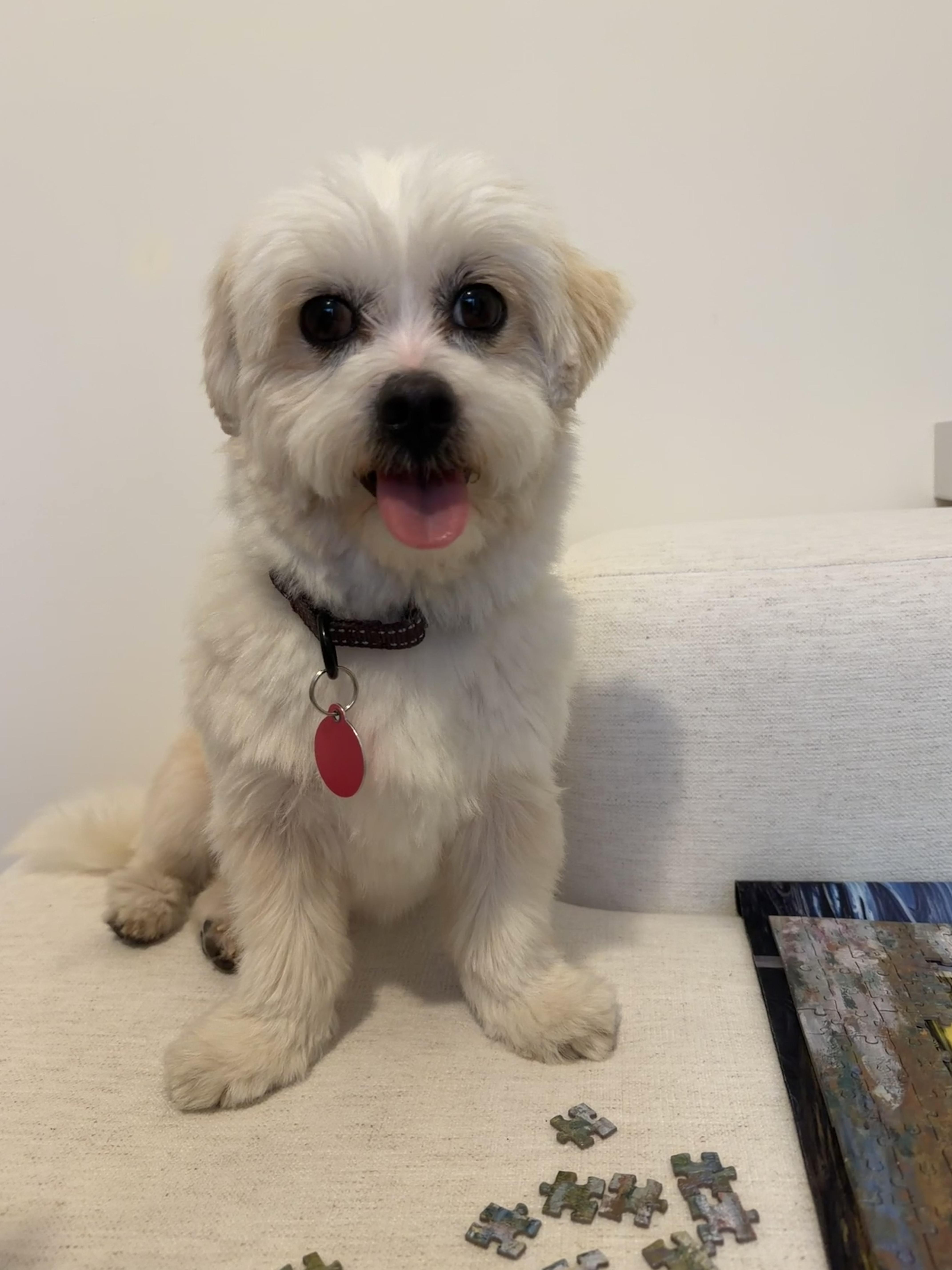 Enlarge Mac, a Adoptable mixed breed in Brooklyn, NY image 6/6