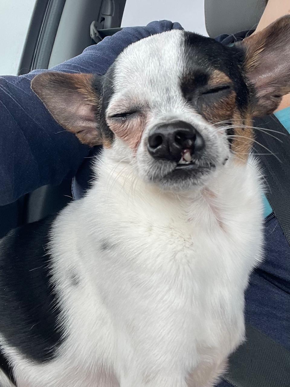 Enlarge Elliot, an adoptable mixed breed in Minneapolis, MN image 3/4