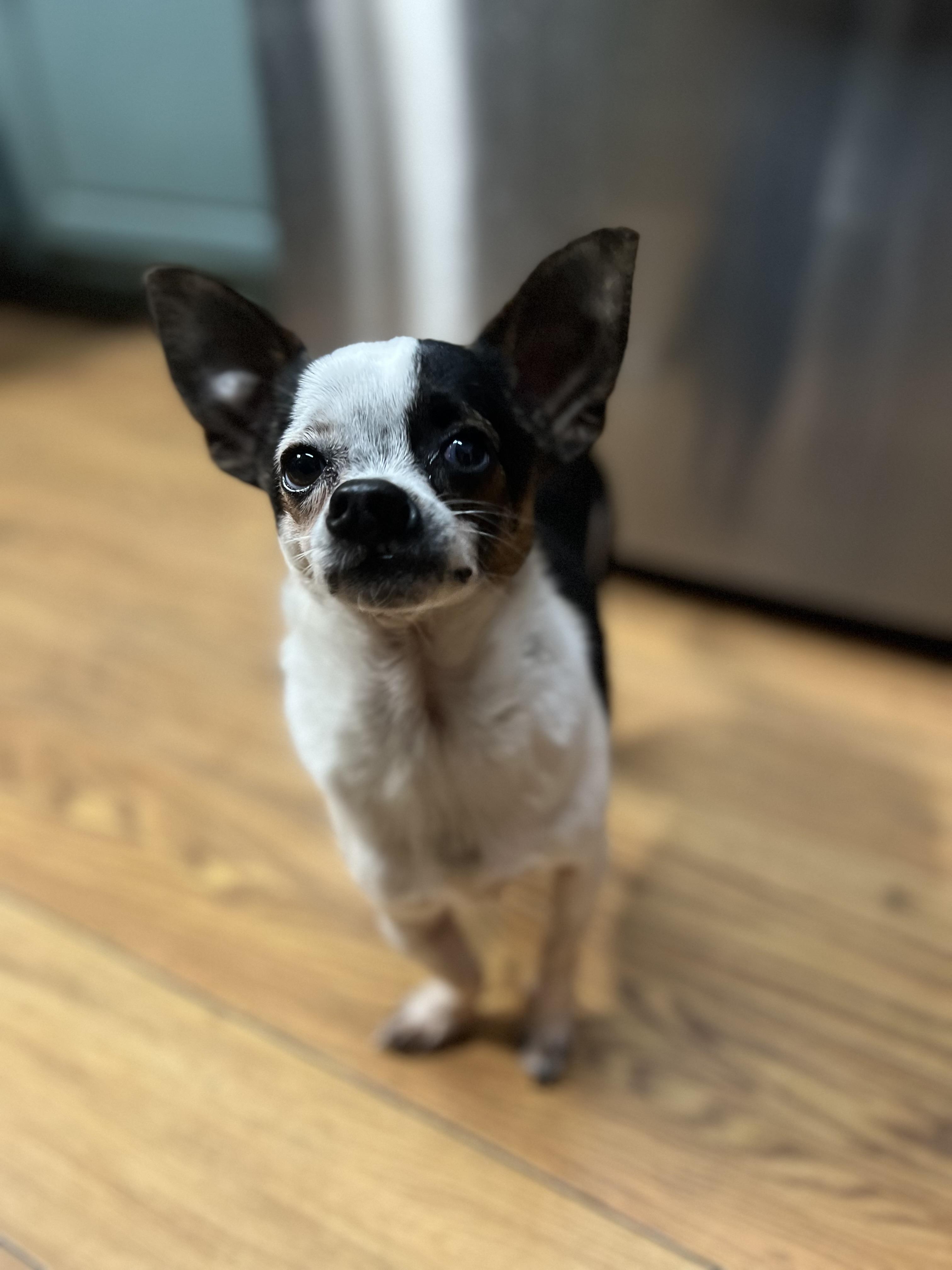 Enlarge Elliot, an adoptable mixed breed in Minneapolis, MN image 2/4