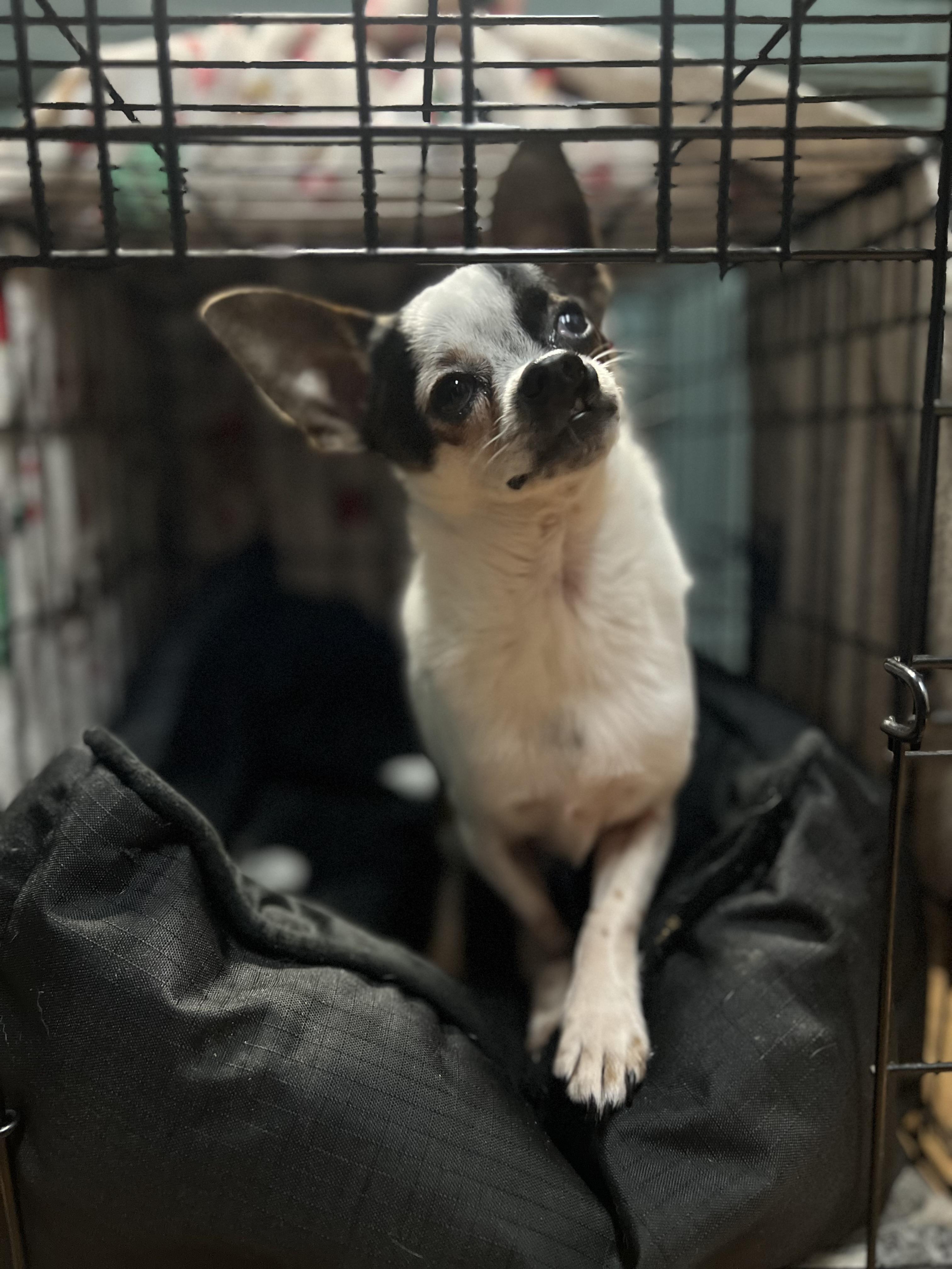 Enlarge Elliot, an adoptable mixed breed in Minneapolis, MN image 4/4