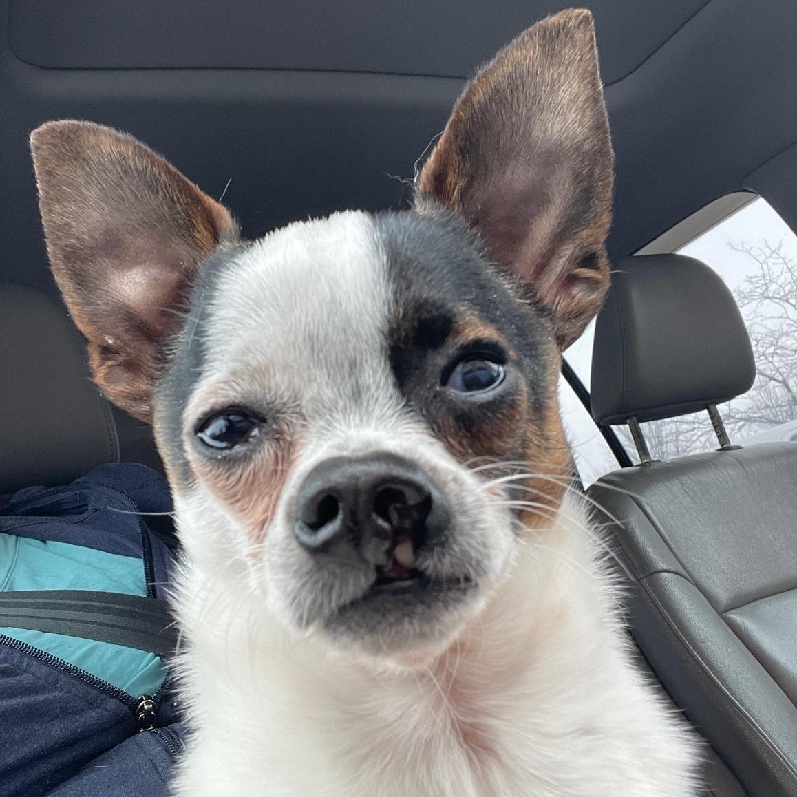 Enlarge Elliot, an adoptable mixed breed in Minneapolis, MN image 1/4