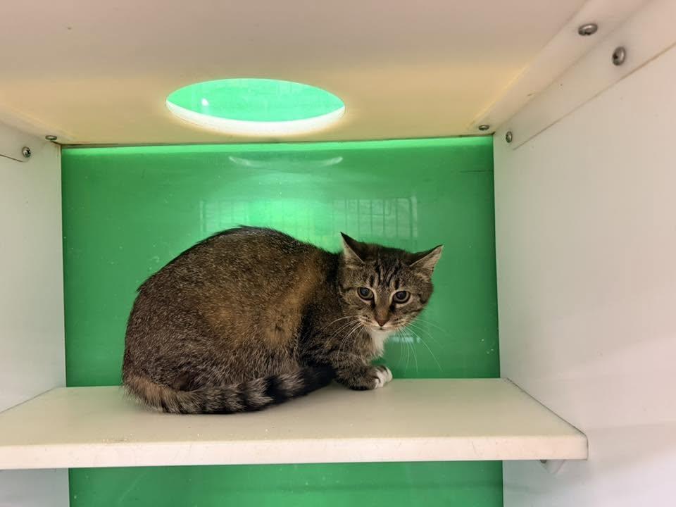 Enlarge Jeanne, a ADOPTABLE Domestic Short Hair in Cleveland, OH image 3/3