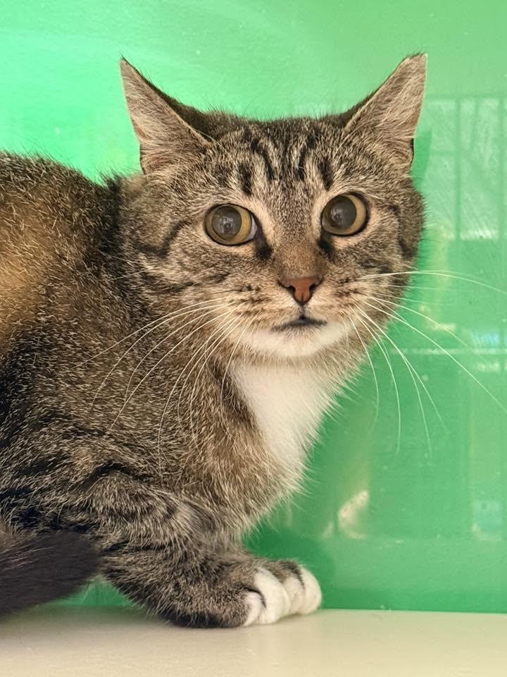 Jeanne, ADOPTABLE, Young Female Domestic Short Hair.