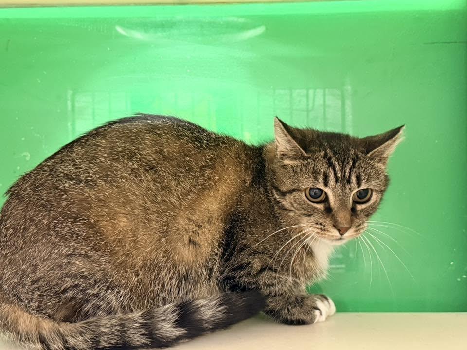 Enlarge Jeanne, a ADOPTABLE Domestic Short Hair in Cleveland, OH image 2/3