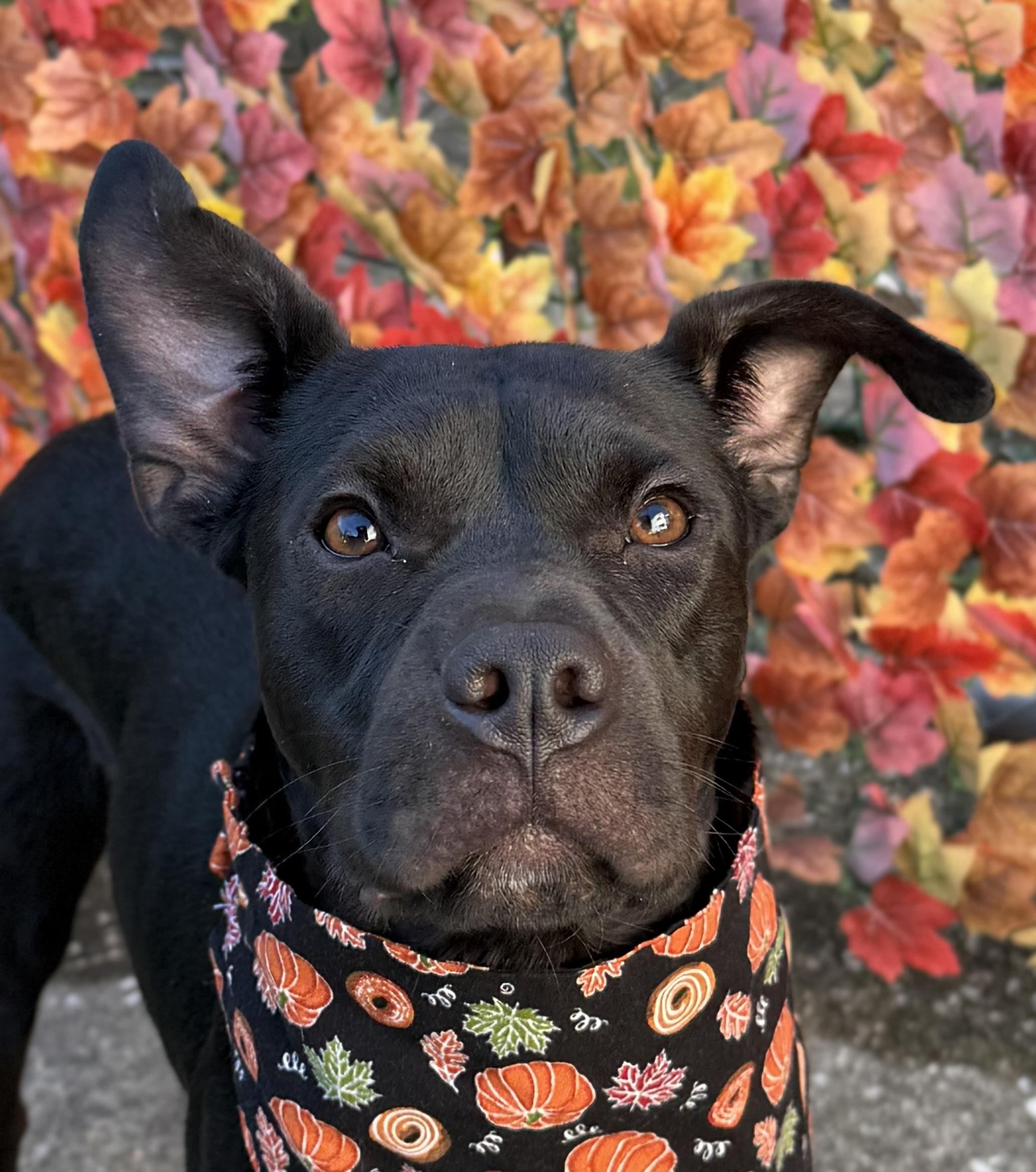 Enlarge Bugs, a Adoptable mixed breed in Georgetown, KY image 1/5