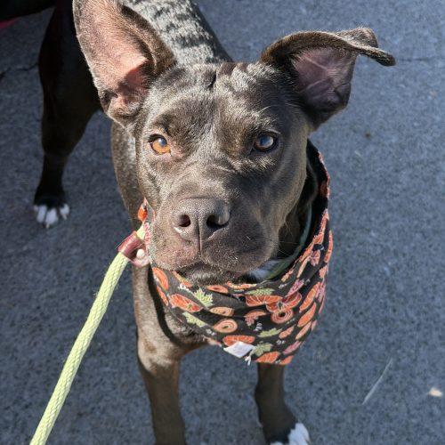Enlarge Bugs, a Adoptable mixed breed in Georgetown, KY image 2/5