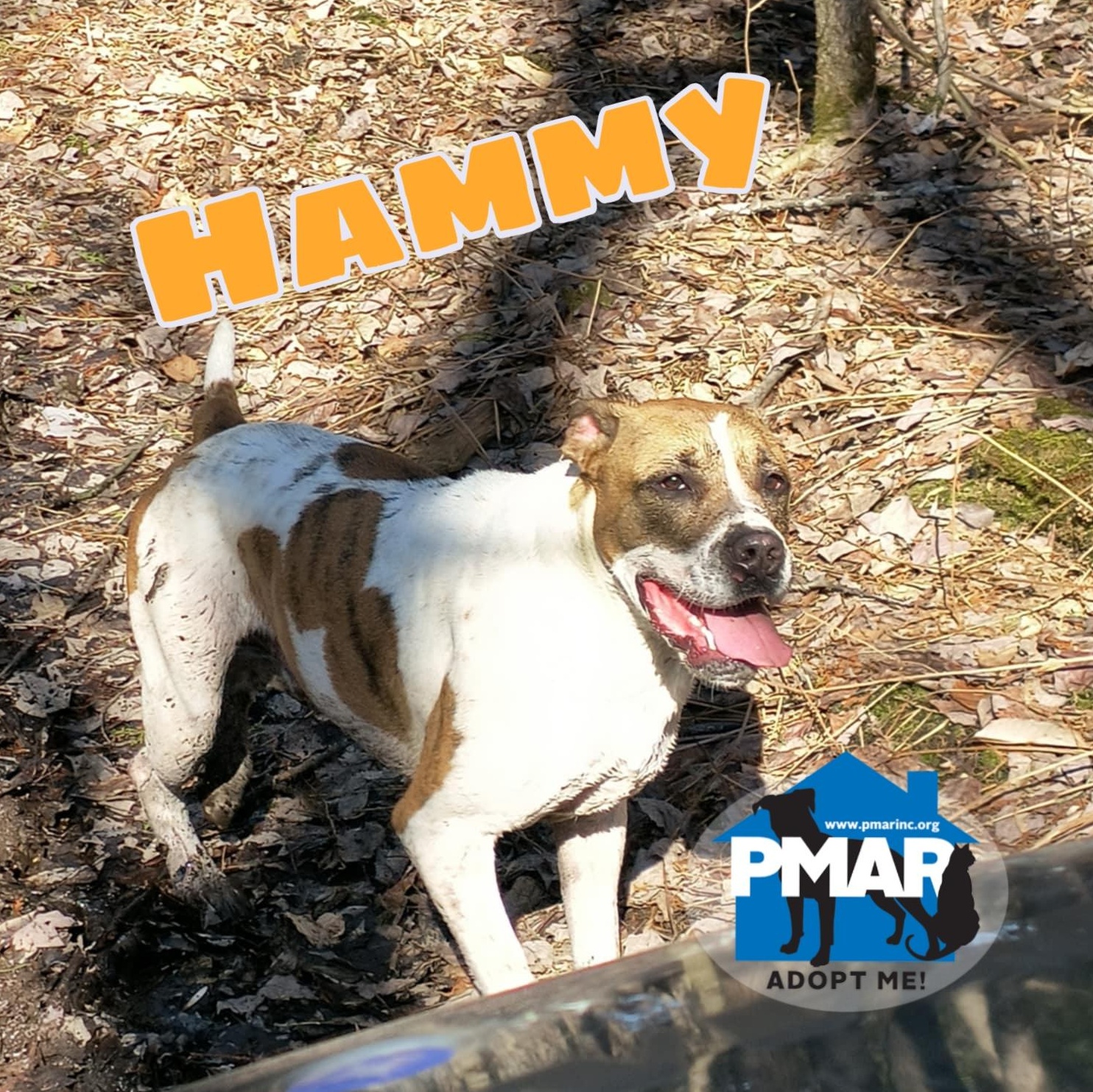 Hammy