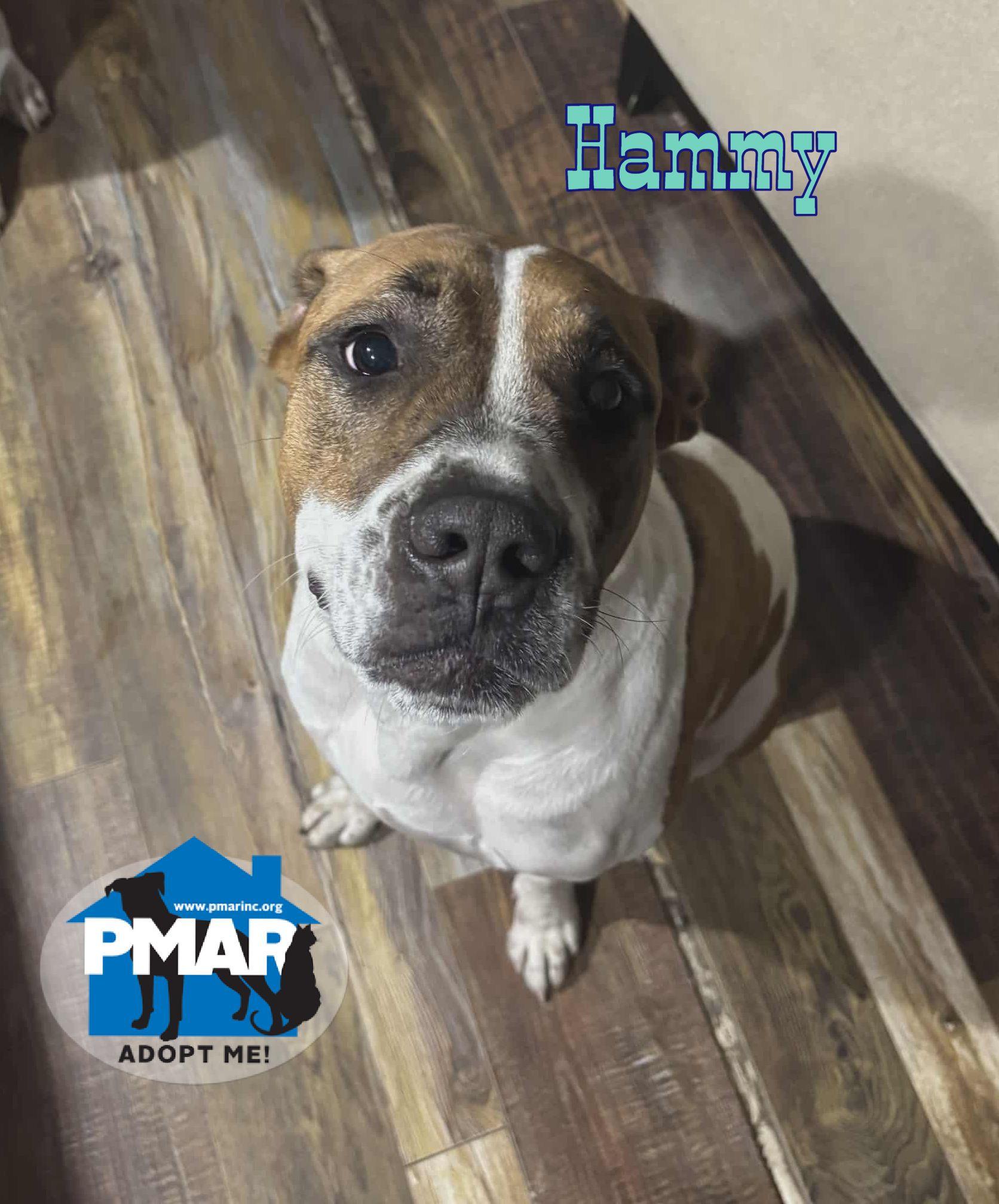 Hammy, an adoptable Pit Bull Terrier, American Bulldog in Chase MIlls, NY, 13621 | Photo Image 1