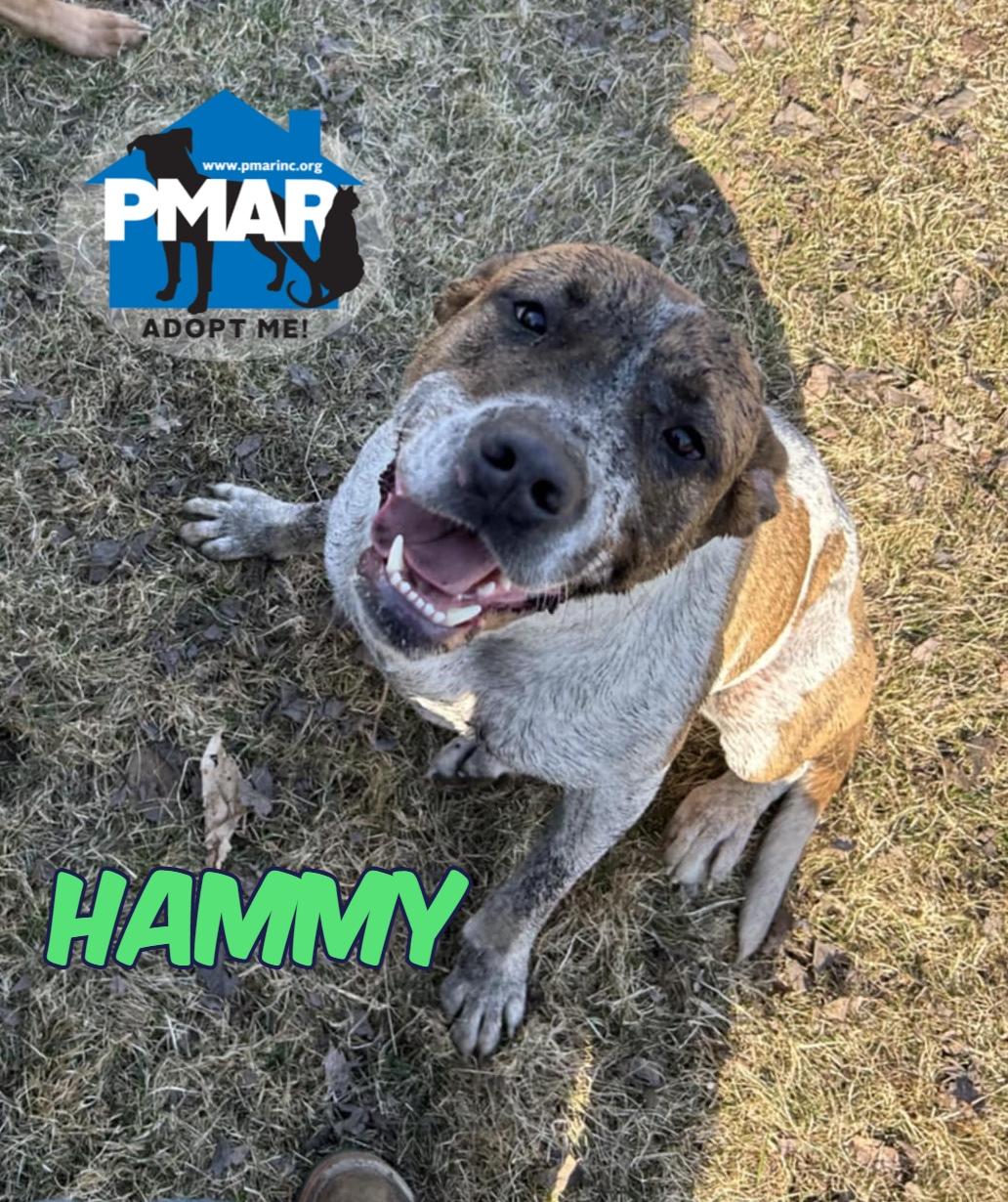 Hammy, Adoptable, Young Male Pit Bull Terrier & American Bulldog.