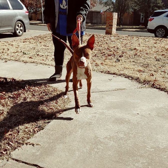 Rue, a Adoptable mixed breed in Lubbock, TX image 1/5