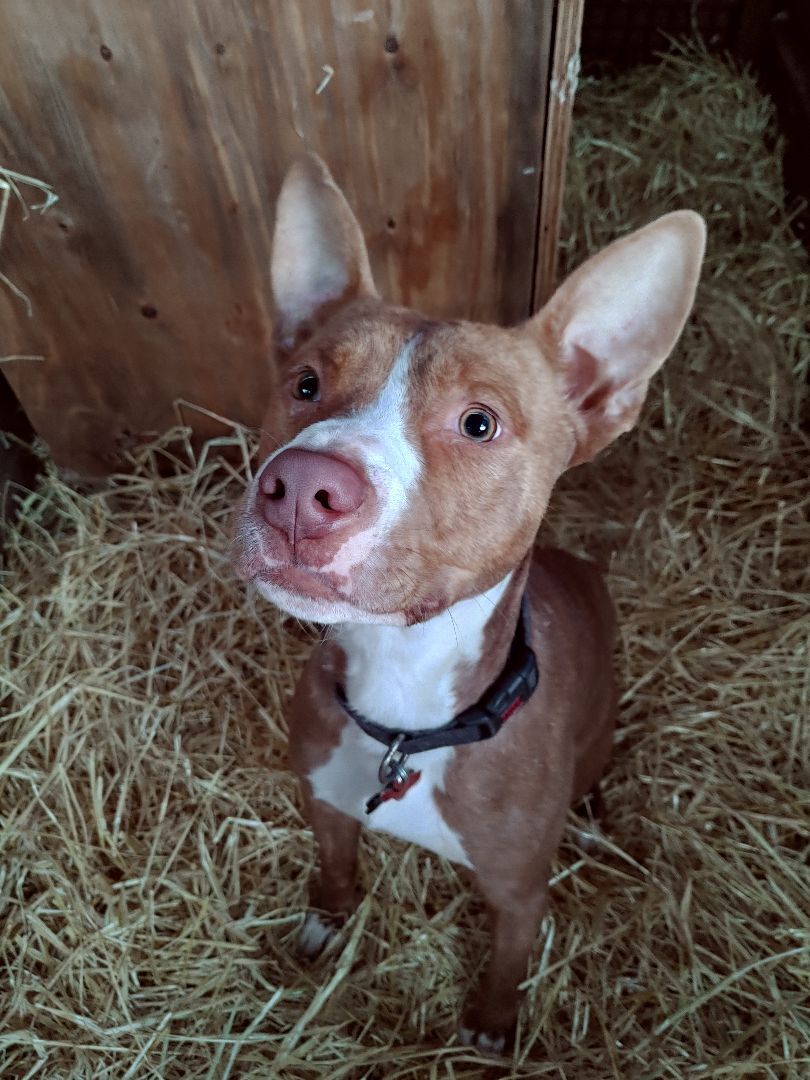Rue, a Adoptable mixed breed in Lubbock, TX image 2/5