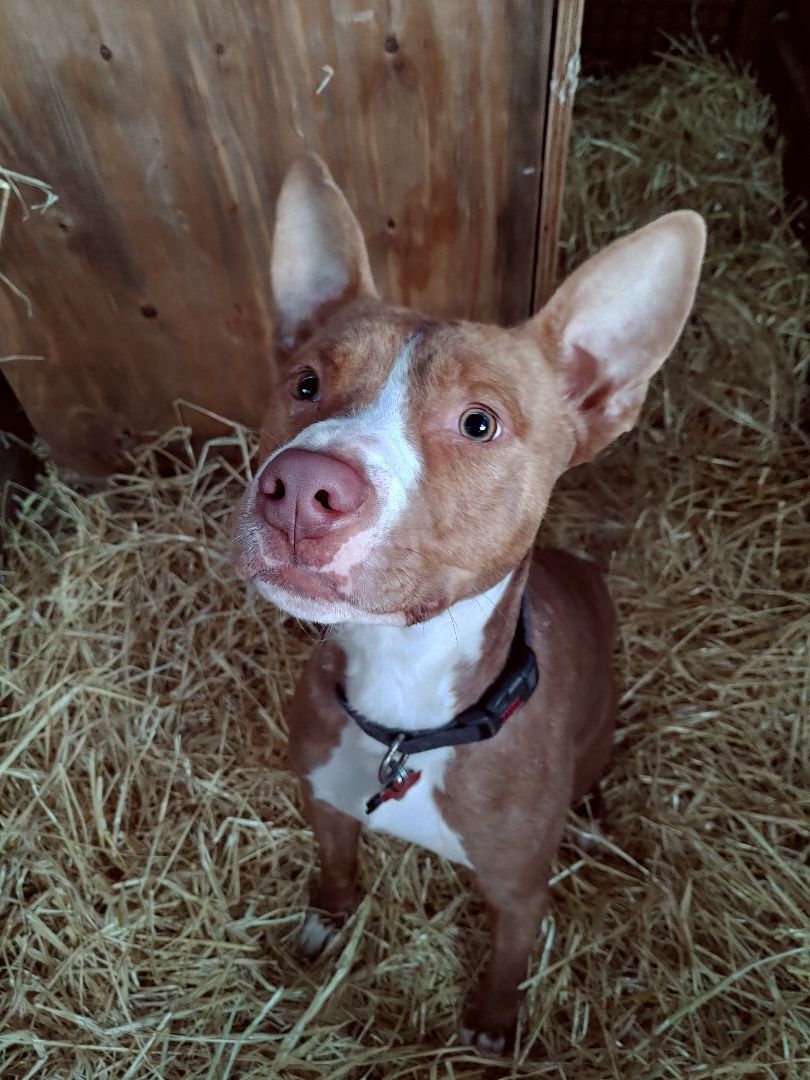 Rue, an adoptable Basenji, Pit Bull Terrier in Lubbock, TX, 79423 | Photo Image 1