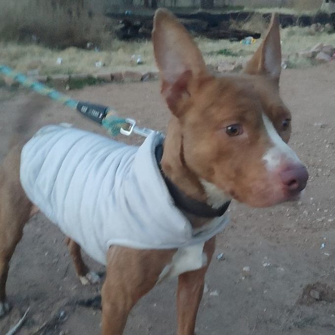 Rue, a Adoptable mixed breed in Lubbock, TX image 3/5