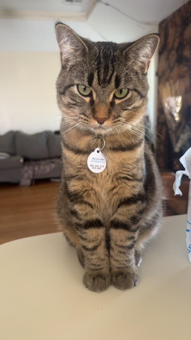 Enlarge Lizard, a ADOPTABLE Extra-Toes Cat / Hemingway Polydactyl in Carnegie, OK image 2/3
