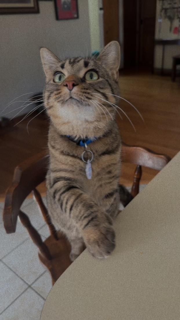 Lizard, ADOPTABLE, Young Male Extra-Toes Cat / Hemingway Polydactyl.