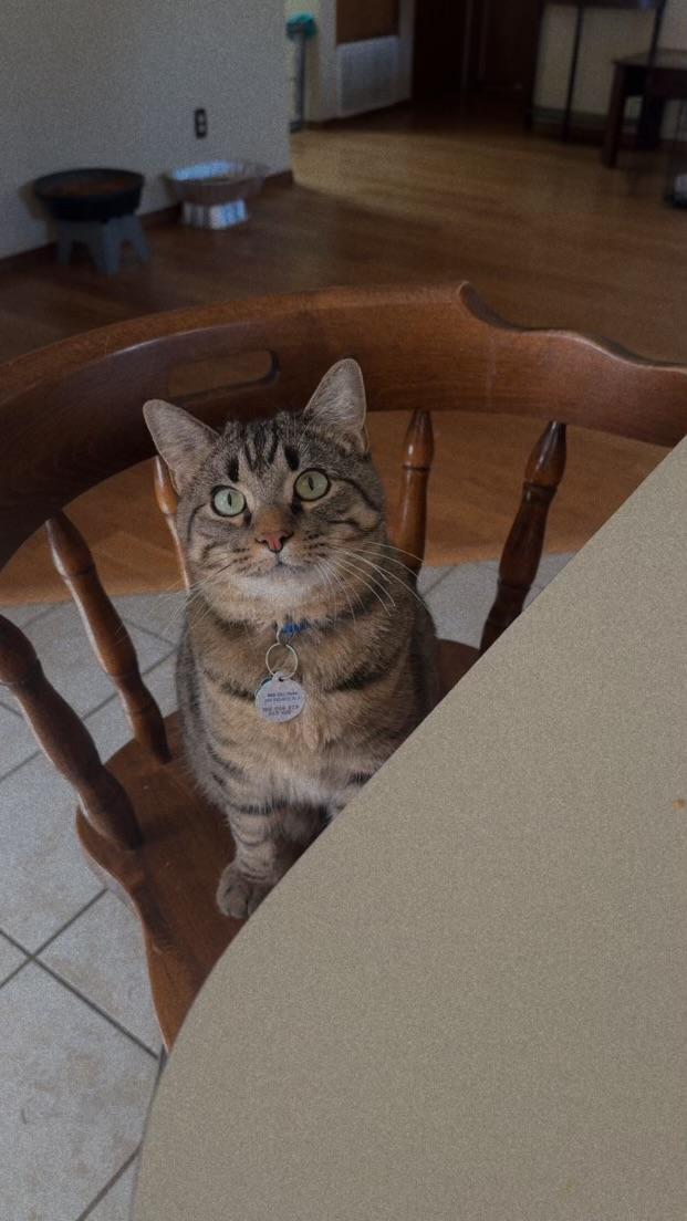 Enlarge Lizard, a ADOPTABLE Extra-Toes Cat / Hemingway Polydactyl in Carnegie, OK image 3/3