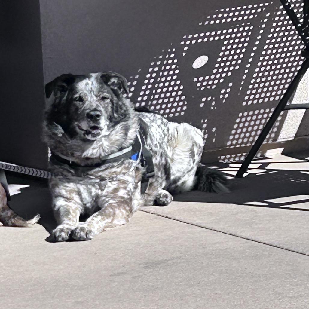 Tanzie, Adoptable, Senior Female Australian Shepherd & Mixed Breed.