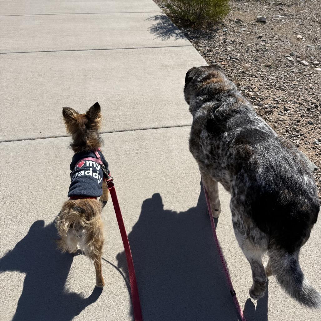 Tanzie, a Adoptable mixed breed in Prescott, AZ image 2/4
