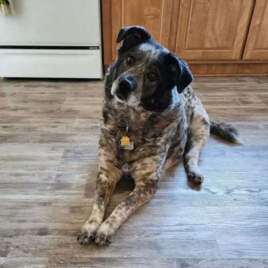 Tanzie, a Adoptable mixed breed in Prescott, AZ image 3/4