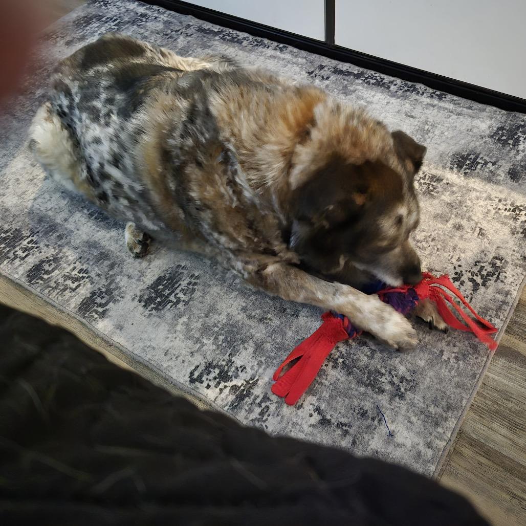 Tanzie, a Adoptable mixed breed in Prescott, AZ image 4/4