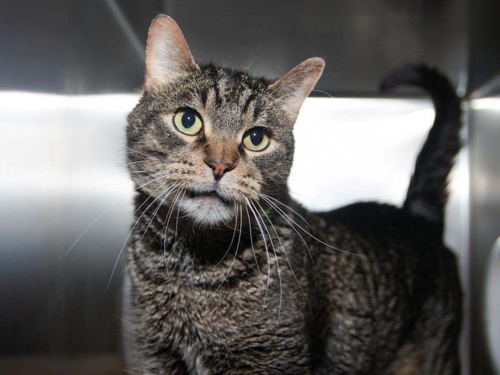 Opie, Adoptable, Senior Male Domestic Short Hair.