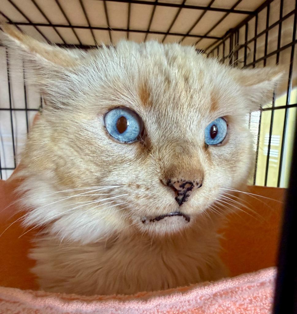 Enlarge Apollo, a Adoptable Siamese in San Pedro, CA image 1/1