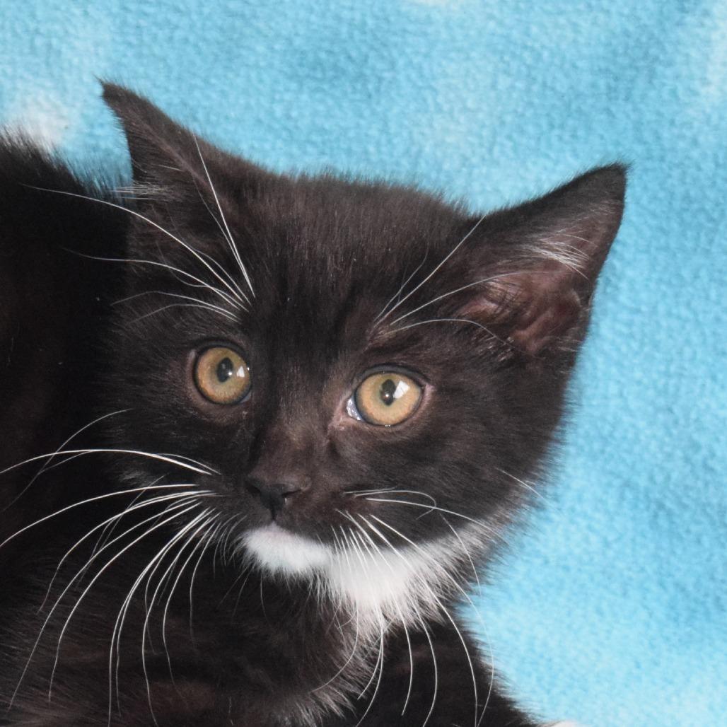 Suede, Adoptable, Kitten Male Domestic Short Hair.