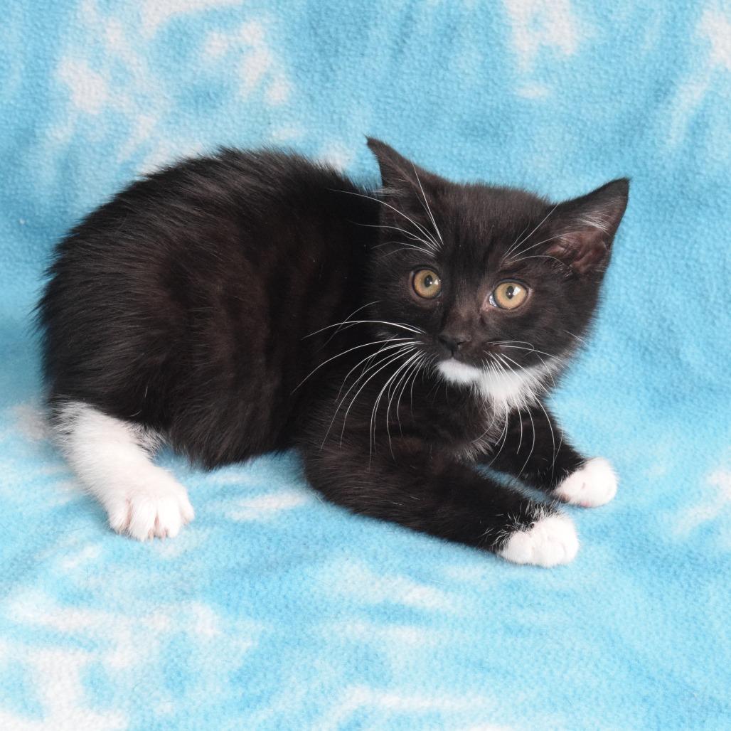 Suede, a Adoptable Domestic Short Hair in Eureka, CA image 2/2