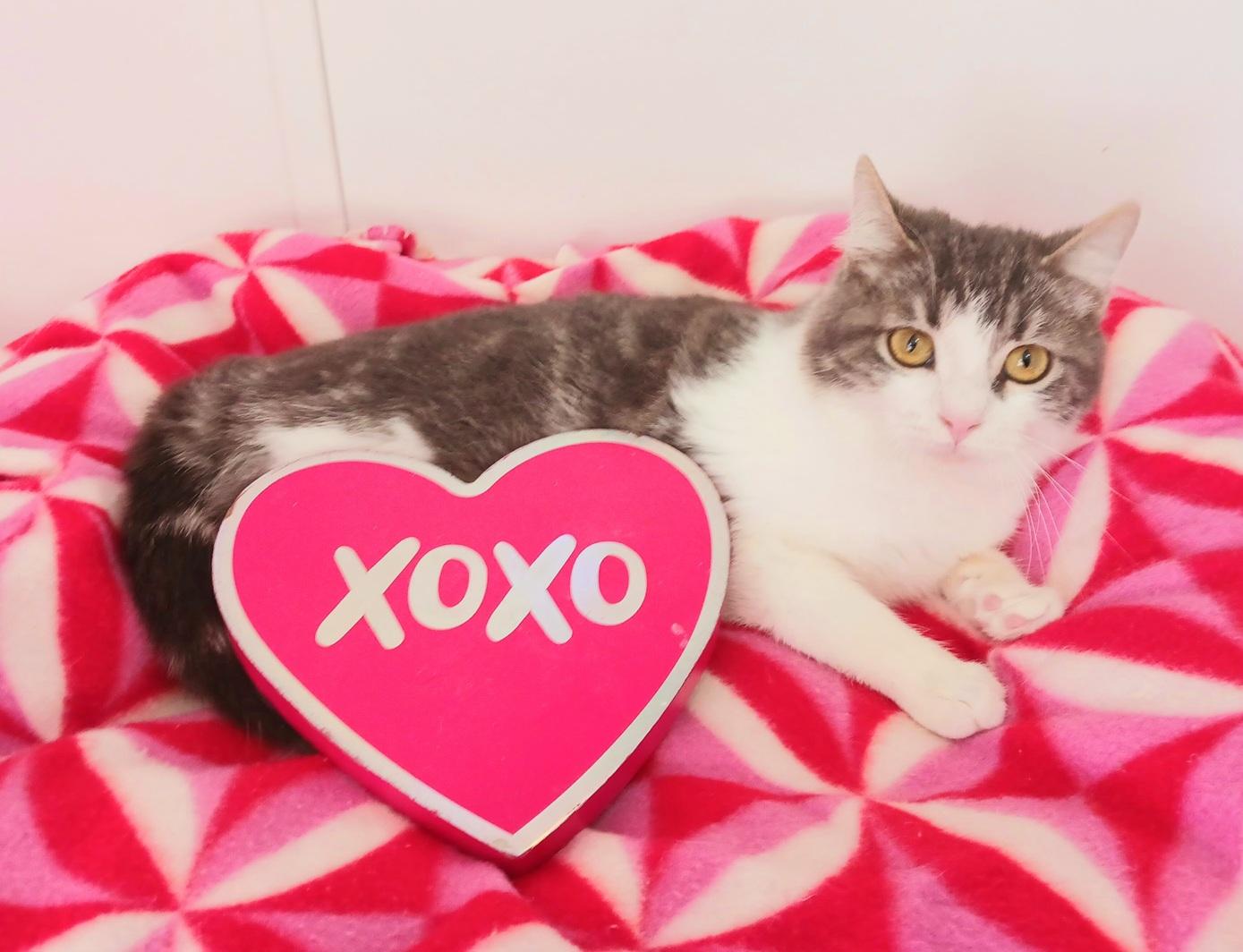 Enlarge Tonka Alexander Purrivaldi, a ADOPTABLE mixed breed in Mesa, AZ image 3/3