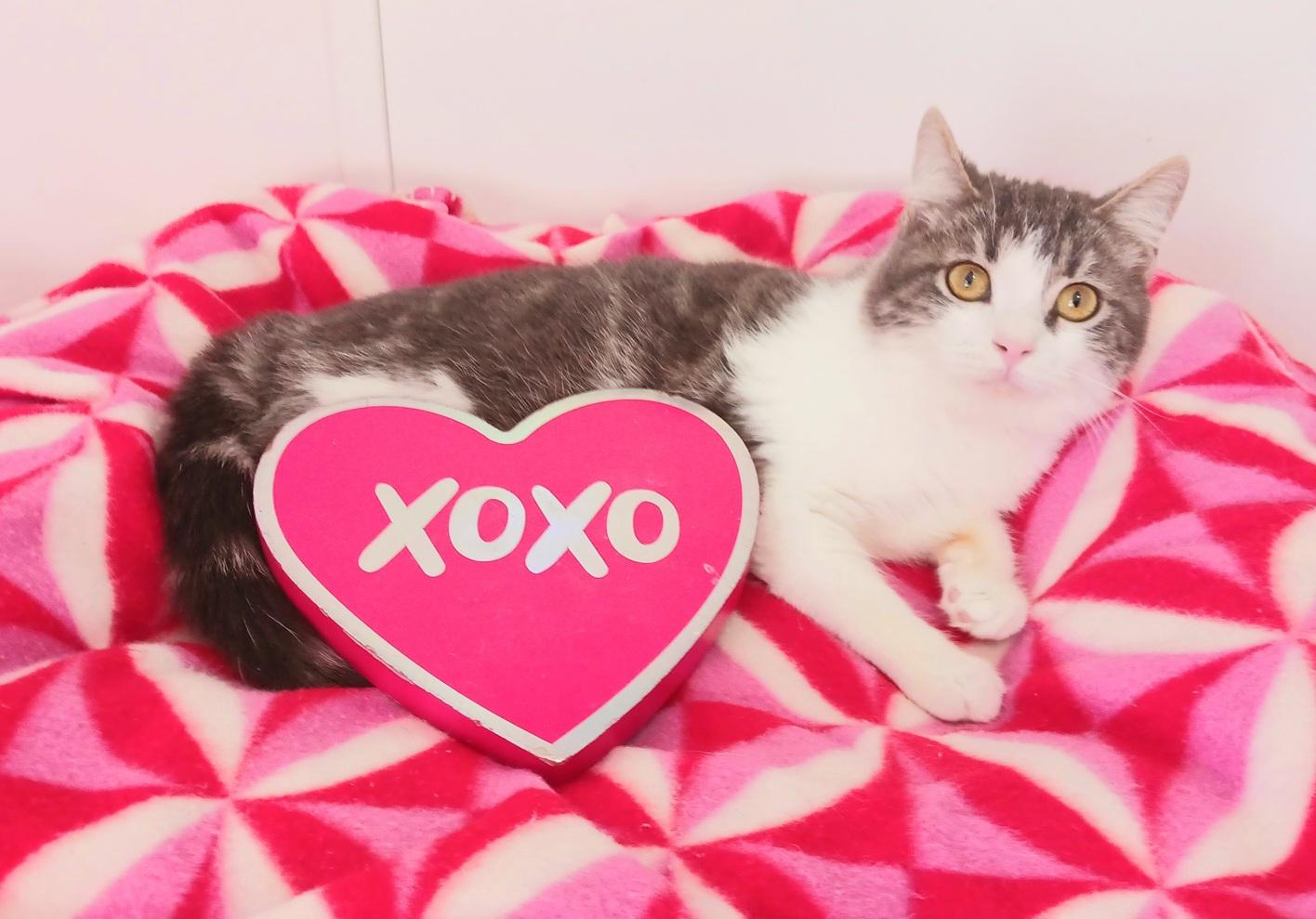 Enlarge Tonka Alexander Purrivaldi, a ADOPTABLE mixed breed in Mesa, AZ image 1/3