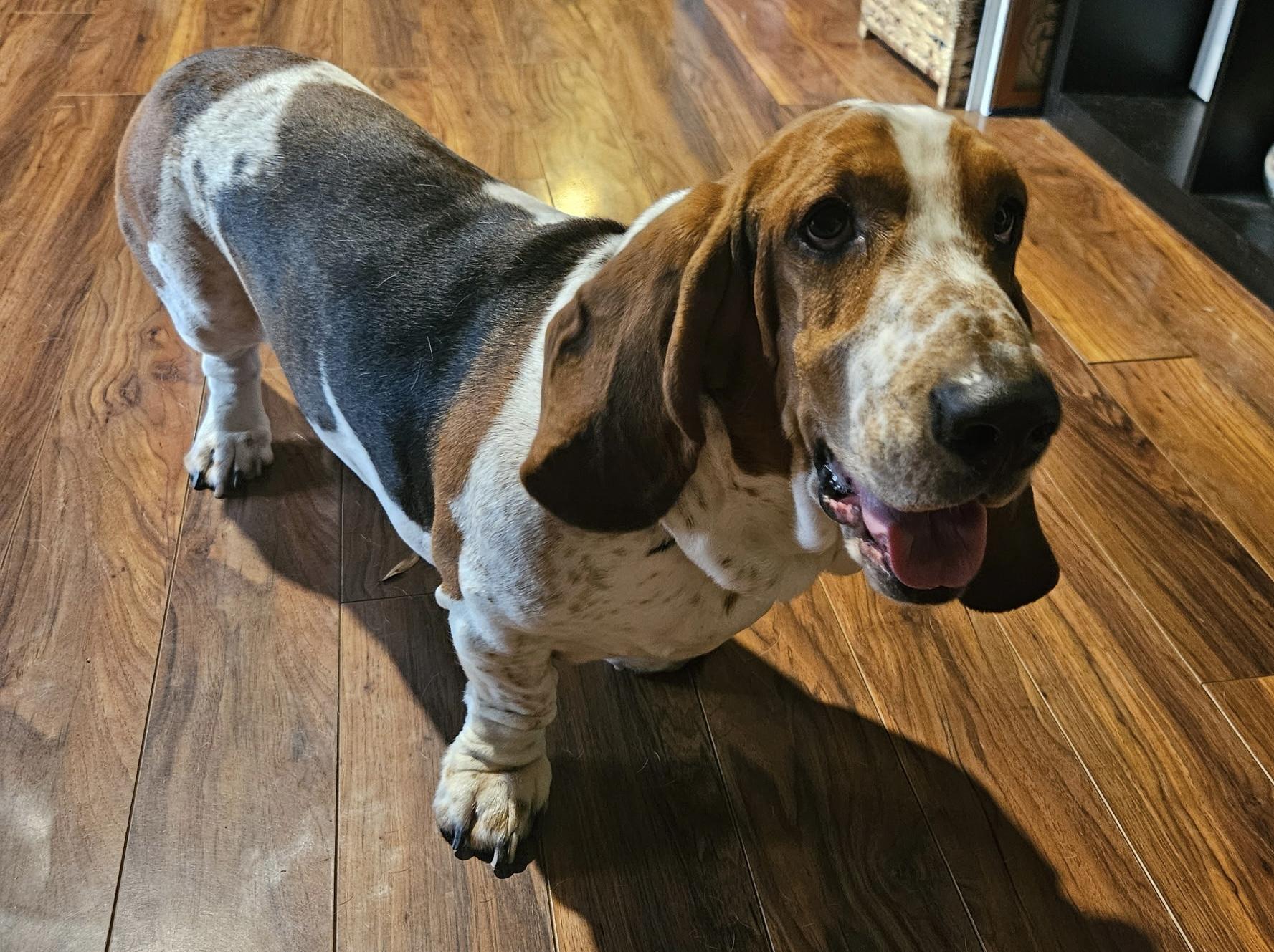 Enlarge Bohicket, a ADOPTABLE Basset Hound in Auburndale, FL image 3/4