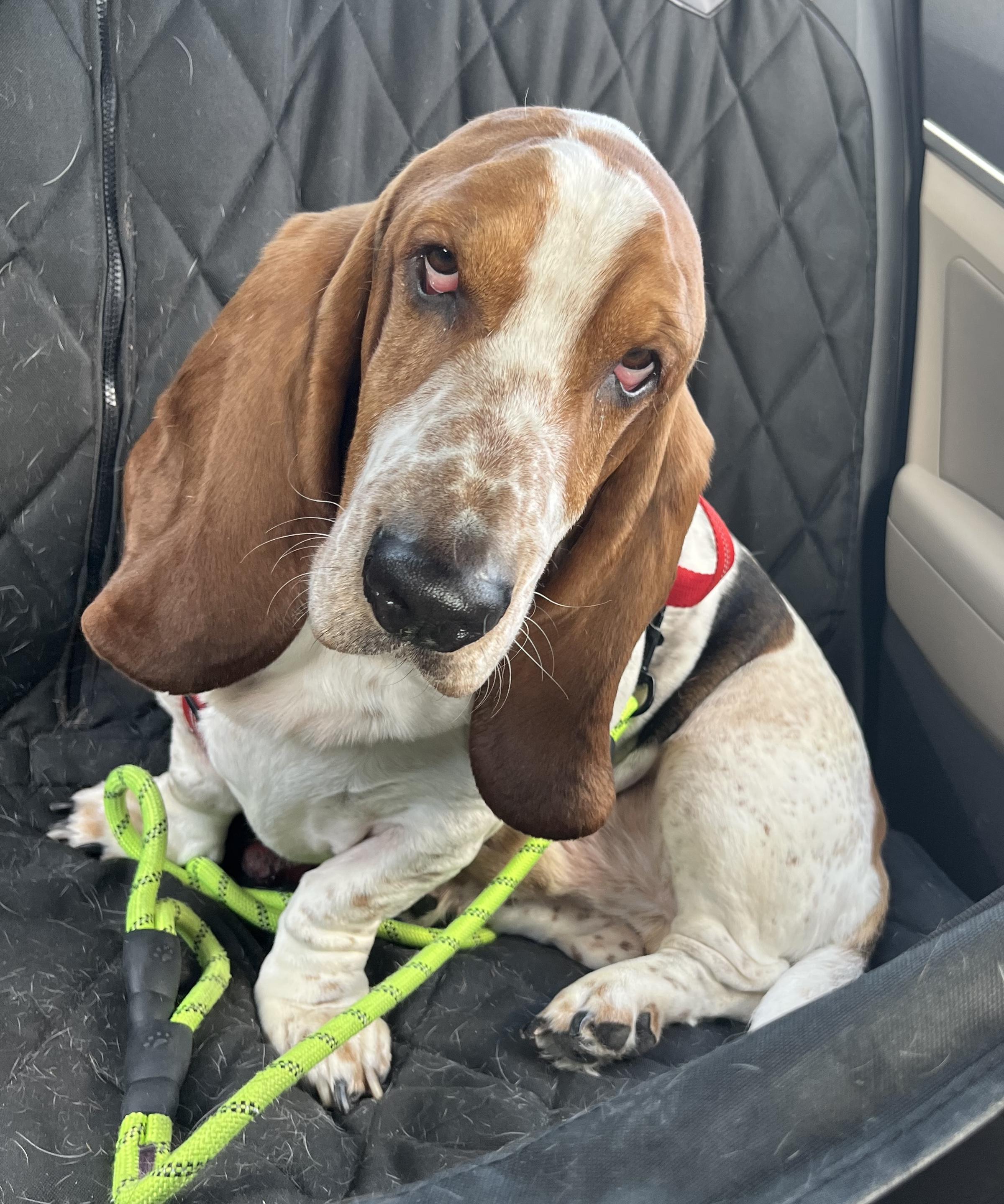 Enlarge Bohicket, a ADOPTABLE Basset Hound in Auburndale, FL image 4/4