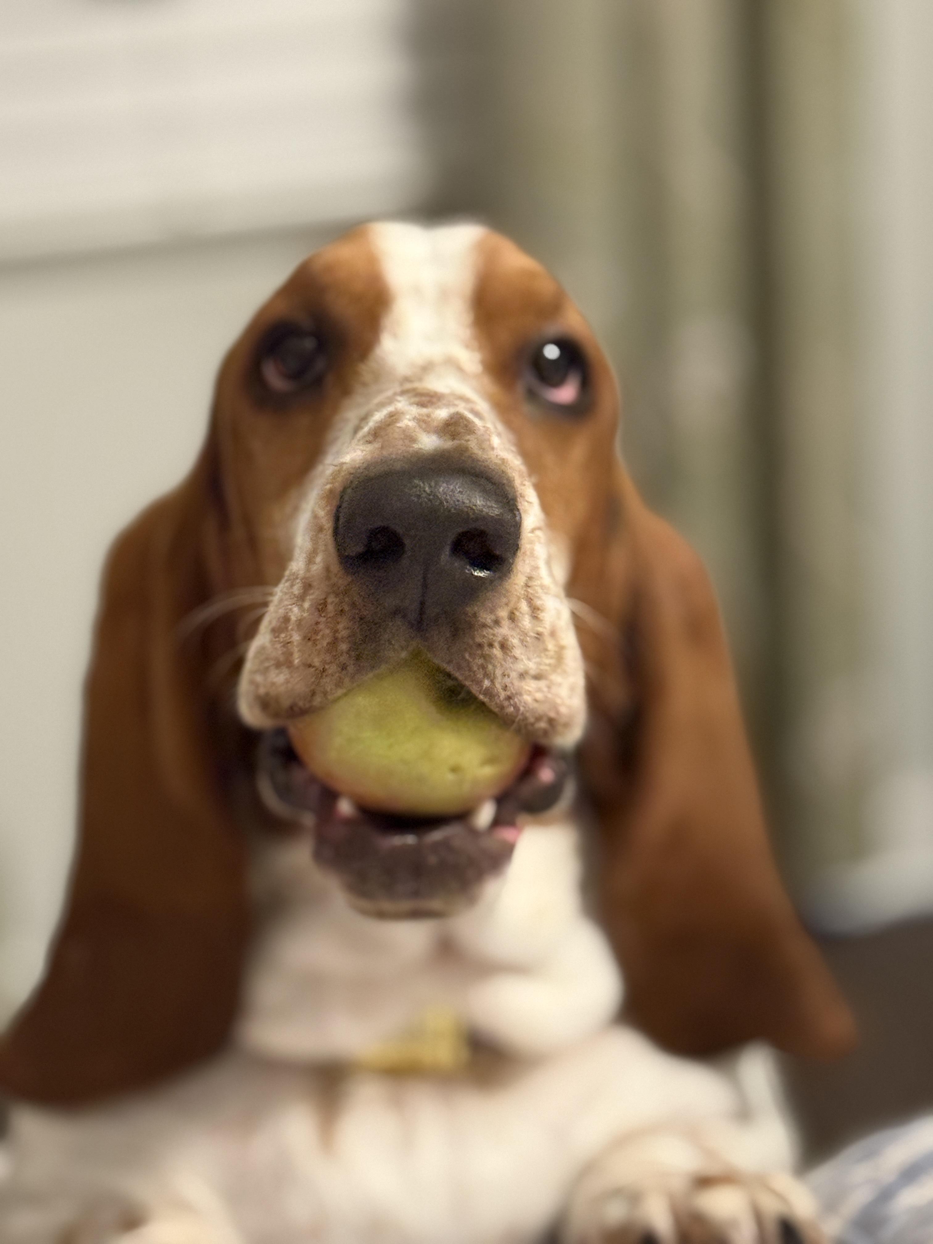 Enlarge Bohicket, a ADOPTABLE Basset Hound in Auburndale, FL image 1/4