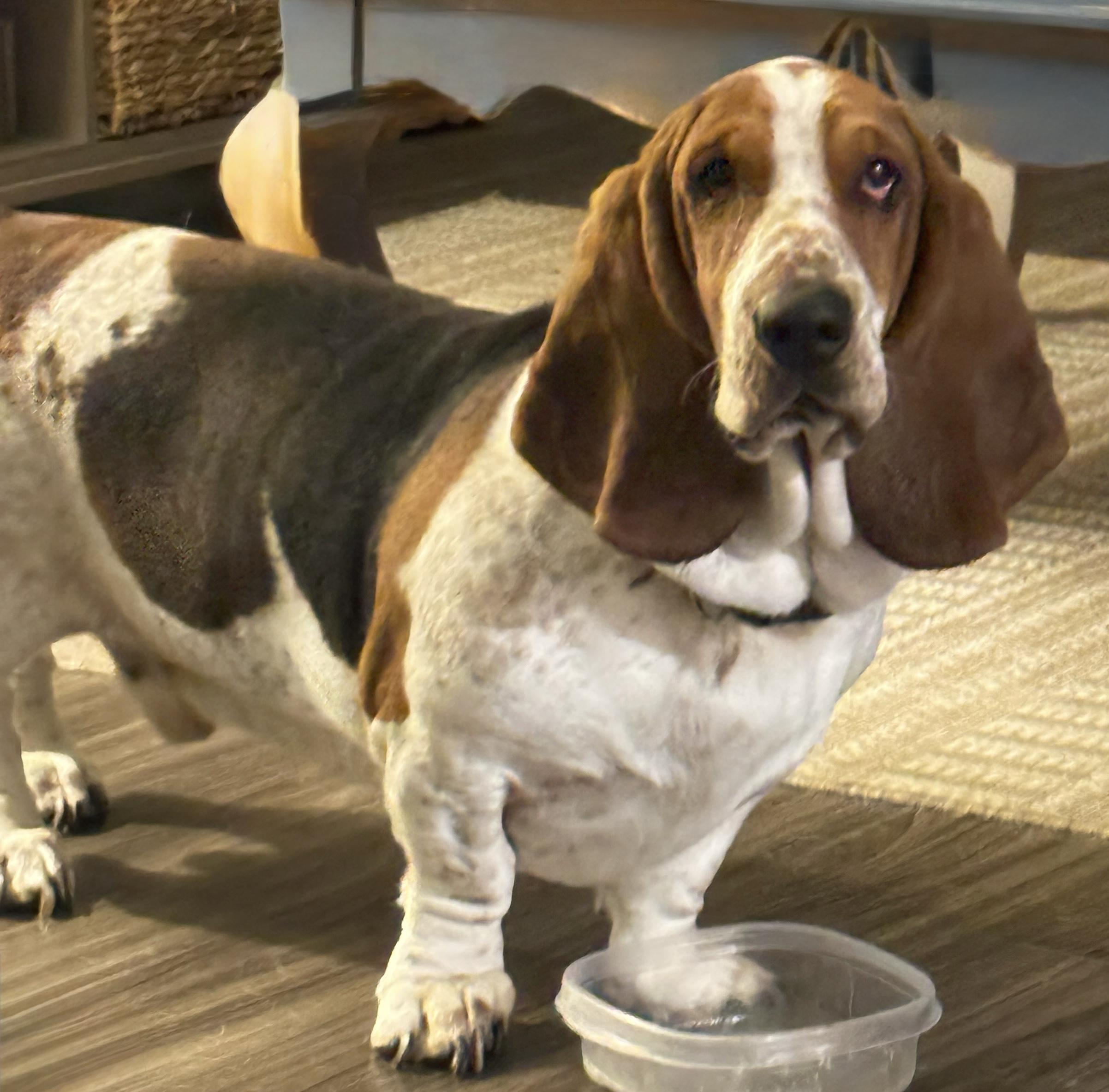 Enlarge Bohicket, a ADOPTABLE Basset Hound in Auburndale, FL image 2/4