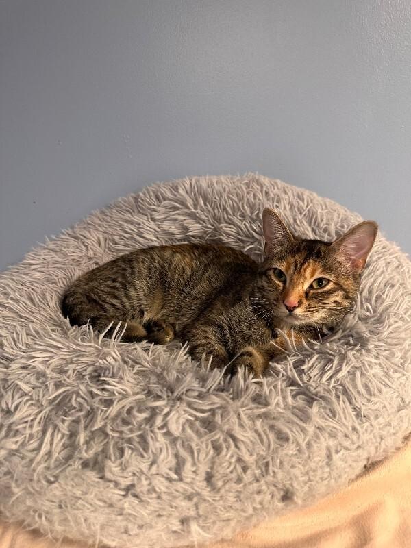 Enlarge Lannah, a Adoptable Tabby in Belton, MO image 1/6