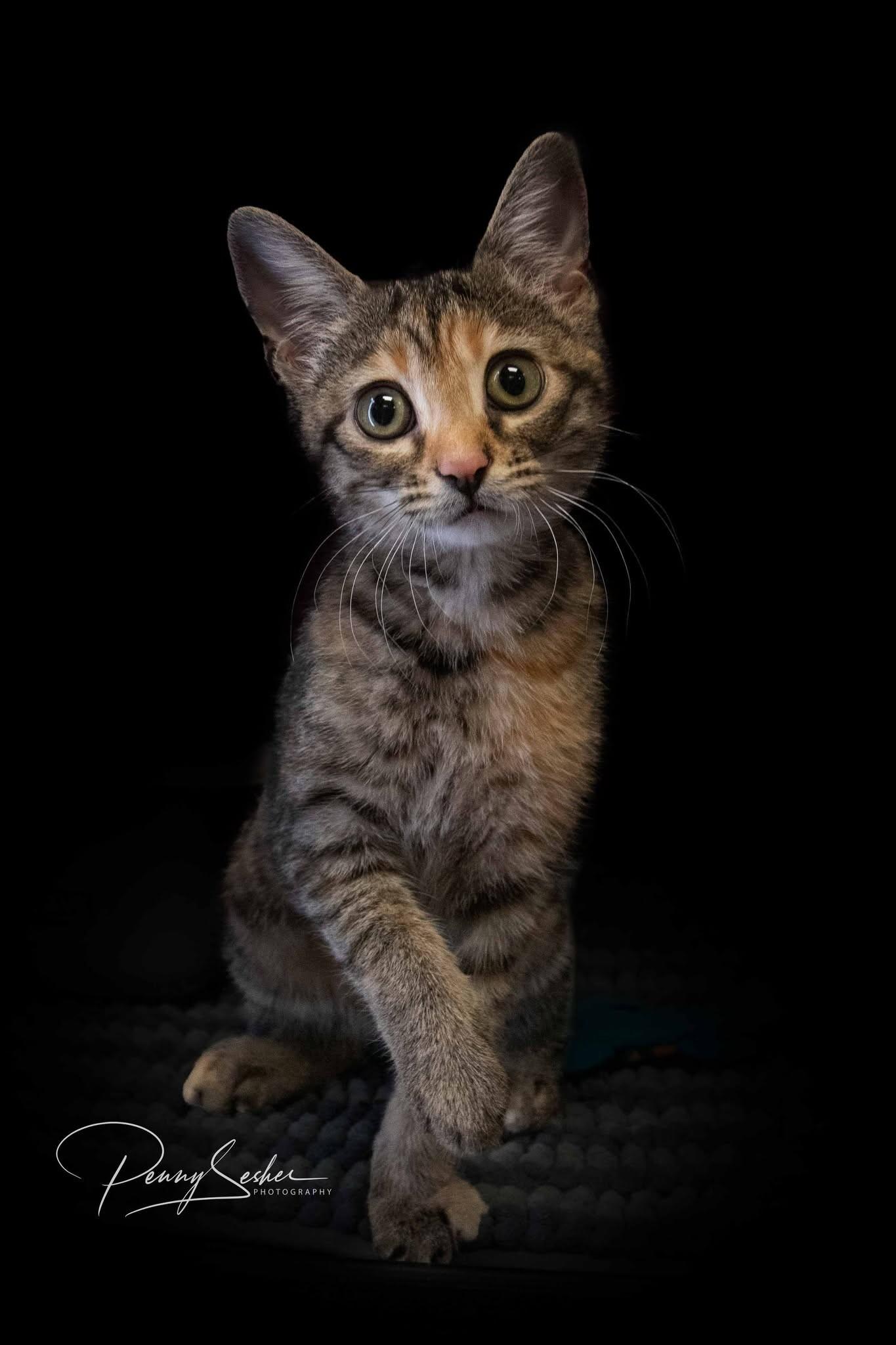 Lannah, Adoptable, Kitten Female Tabby.