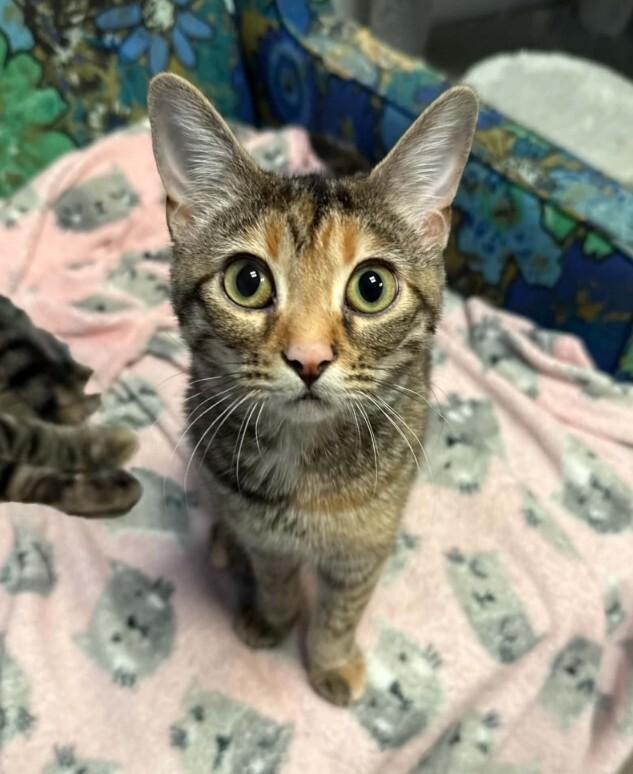 Enlarge Lannah, a Adoptable Tabby in Belton, MO image 2/6