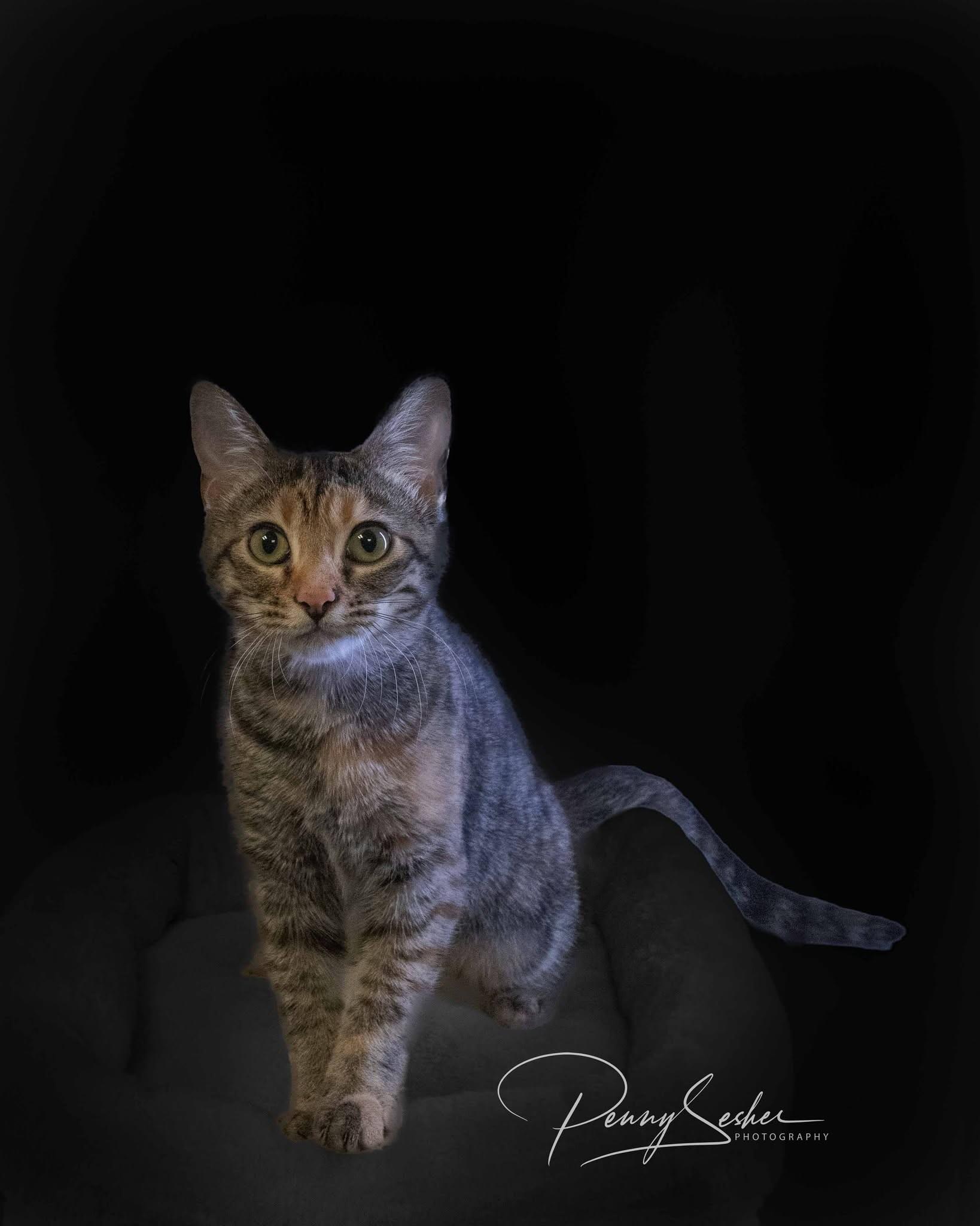 Enlarge Lannah, a Adoptable Tabby in Belton, MO image 3/6