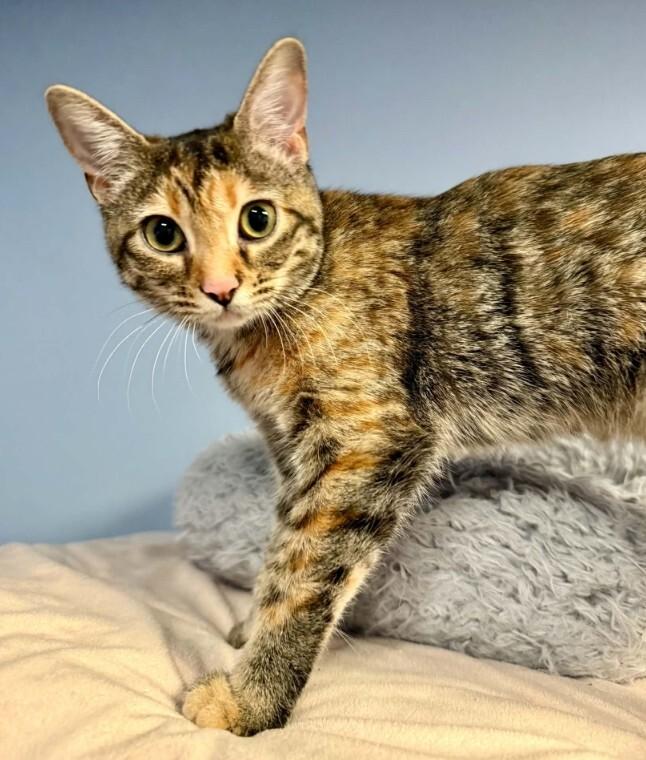 Enlarge Lannah, a Adoptable Tabby in Belton, MO image 4/6