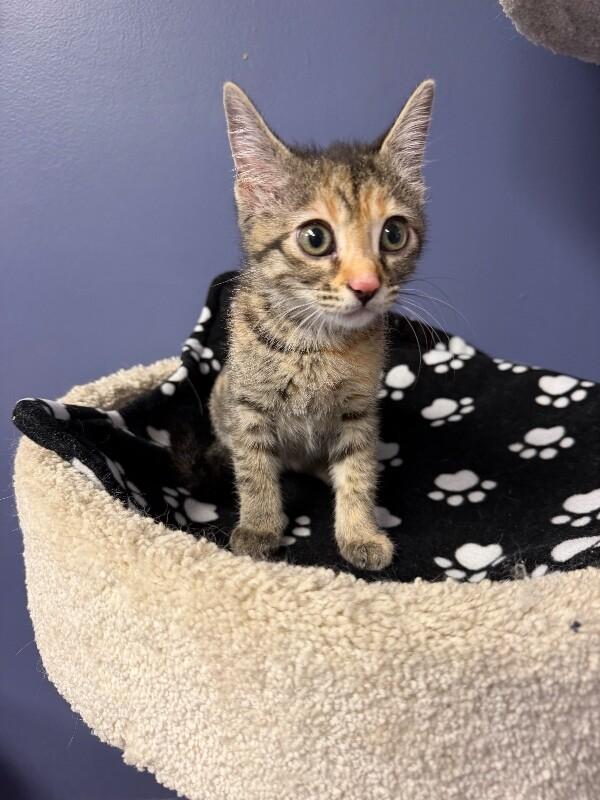 Enlarge Lannah, a Adoptable Tabby in Belton, MO image 2/4