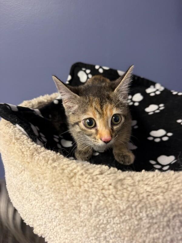 Enlarge Lannah, a Adoptable Tabby in Belton, MO image 3/4